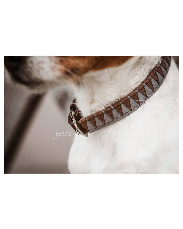 Collier Pour Chien - Triangle 42523 Kentucky Collier