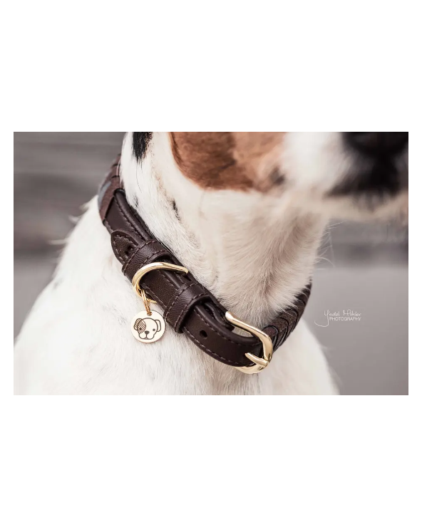 Collier Pour Chien - Triangle 42523 Kentucky Collier