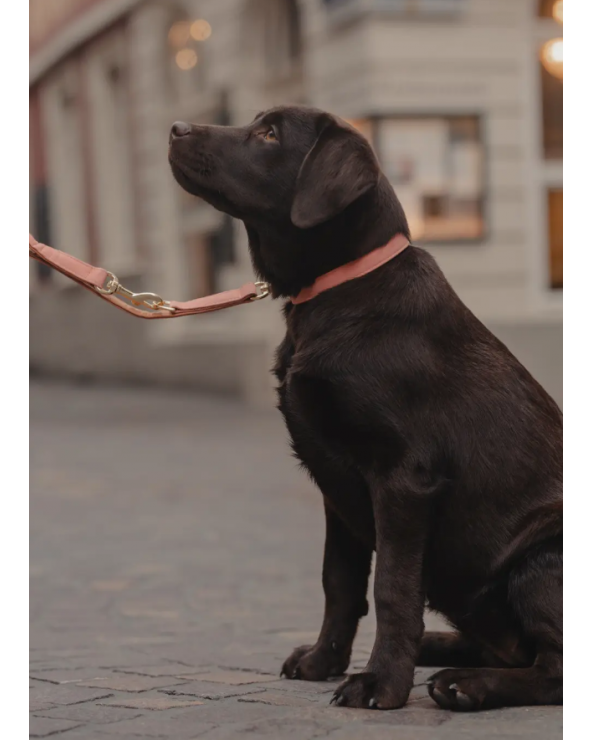 Collier Pour Chien - Vegan Leather 42559 Kentucky Collier